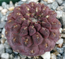 Load image into Gallery viewer, Eriosyce napina f. glabrescens