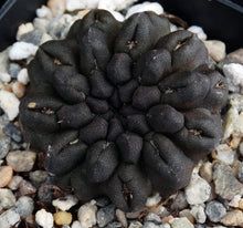 Load image into Gallery viewer, Eriosyce occulta *Black Skin* Neochilenia