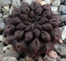 Load image into Gallery viewer, Eriosyce occulta *Black Skin* Neochilenia