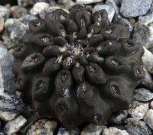 Load image into Gallery viewer, Eriosyce occulta *Black Skin* Neochilenia