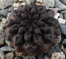 Load image into Gallery viewer, Eriosyce occulta *Black Skin* Neochilenia