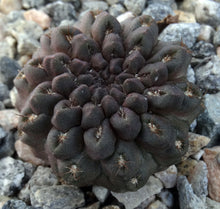 Load image into Gallery viewer, Eriosyce occulta *Black Skin* Neochilenia