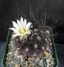 Load image into Gallery viewer, Eriosyce taltalensis *Black spiny cactus!*