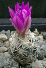 Load image into Gallery viewer, Escobaria minima