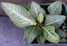 Load image into Gallery viewer, Euphorbia francoisii Thai Hybrid Crassicaule (I)