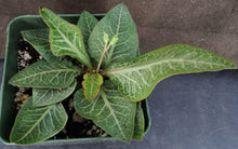 Load image into Gallery viewer, Euphorbia francoisii Thai Hybrid Crassicaule (I)