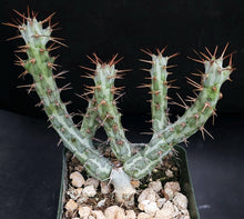 Load image into Gallery viewer, Euphorbia horwoodii Own roots! (A)