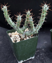 Load image into Gallery viewer, Euphorbia horwoodii Own roots! (A)