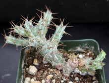 Load image into Gallery viewer, Euphorbia horwoodii Own roots! (B)