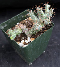 Load image into Gallery viewer, Euphorbia horwoodii Own roots! (B)