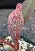 Load image into Gallery viewer, Euphorbia khandallensis