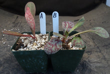 Load image into Gallery viewer, Euphorbia khandallensis