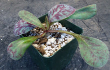 Load image into Gallery viewer, Euphorbia khandallensis