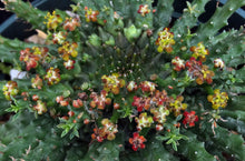 Load image into Gallery viewer, Euphorbia flanaganii aff. Medusa