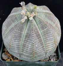 Load image into Gallery viewer, Euphorbia obesa *Bigger Plant*