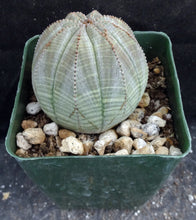 Load image into Gallery viewer, Euphorbia obesa