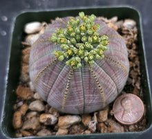 Load image into Gallery viewer, Euphorbia obesa (Male Plants)