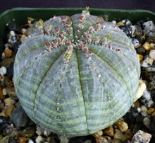 Load image into Gallery viewer, Euphorbia obesa (Male Plants)