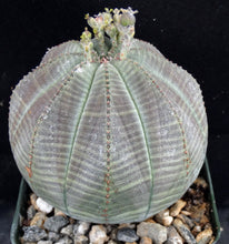 Load image into Gallery viewer, Euphorbia obesa *Bigger Plant*