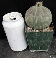 Load image into Gallery viewer, Euphorbia obesa *Bigger Plant*