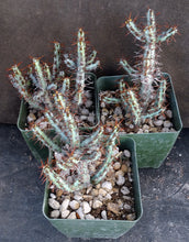 Load image into Gallery viewer, Euphorbia aeruginosa *Big Plant*