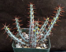 Load image into Gallery viewer, Euphorbia aeruginosa *Big Plant*