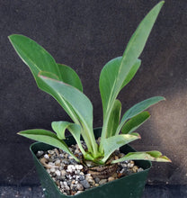 Load image into Gallery viewer, Euphorbia bupleurifolia