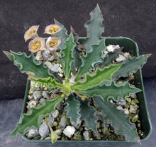 Load image into Gallery viewer, Euphorbia capsaintmariensis