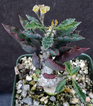 Load image into Gallery viewer, Euphorbia capsaintmariensis