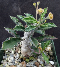 Load image into Gallery viewer, Euphorbia capsaintmariensis