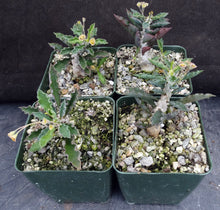 Load image into Gallery viewer, Euphorbia capsaintmariensis