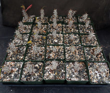 Load image into Gallery viewer, Euphorbia genoudiana