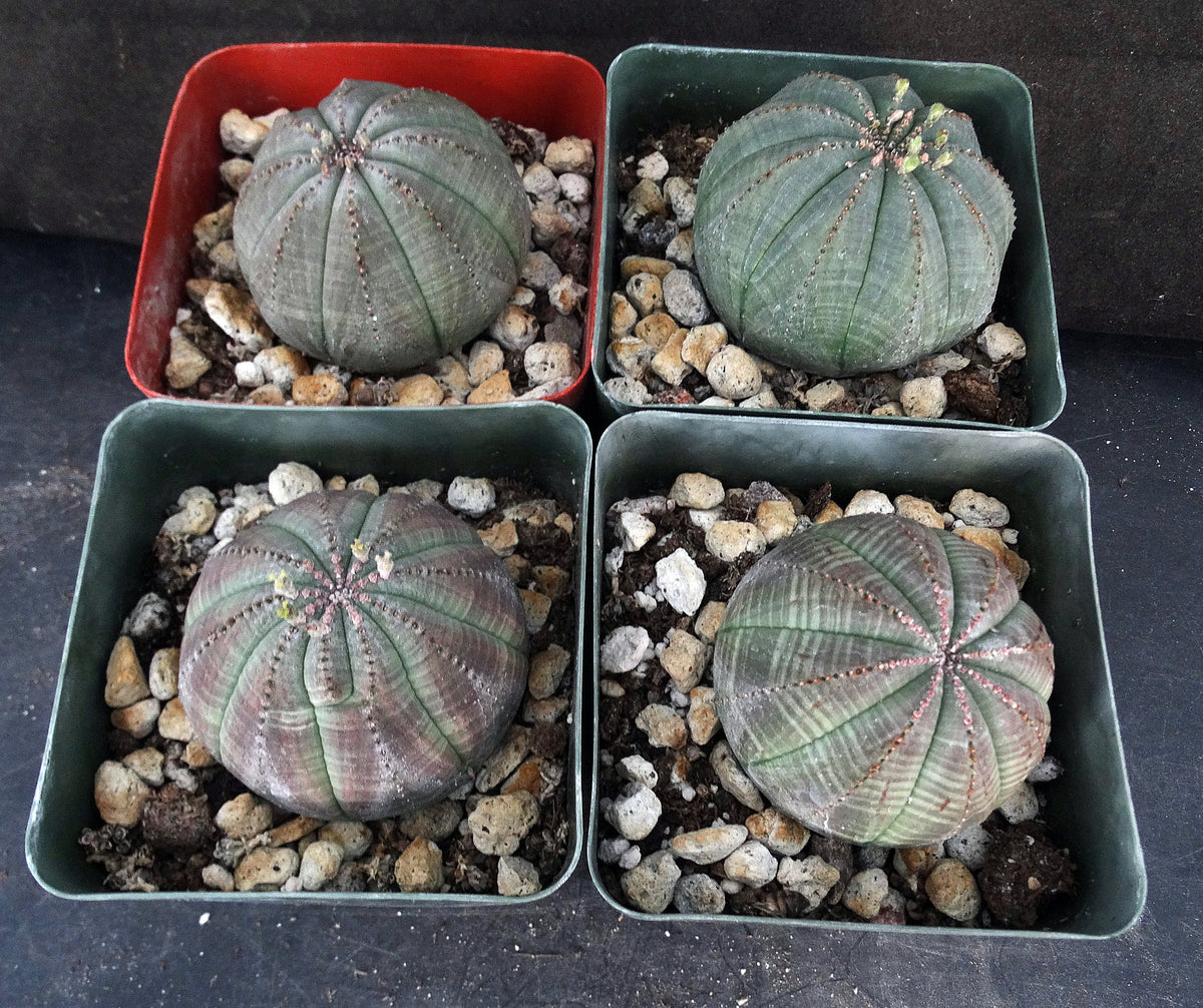 Euphorbia obesa – Kyle's Plants