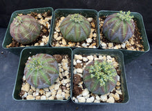 Load image into Gallery viewer, Euphorbia obesa (Female Plants)