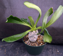 Load image into Gallery viewer, Euphorbia poissonii