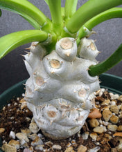 Load image into Gallery viewer, Euphorbia poissonii