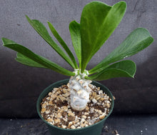 Load image into Gallery viewer, Euphorbia poissonii
