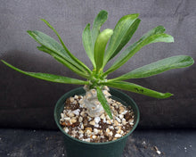 Load image into Gallery viewer, Euphorbia poissonii