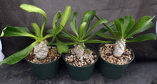 Load image into Gallery viewer, Euphorbia poissonii