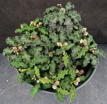 Load image into Gallery viewer, Euphorbia decaryi v. spirosticha *Big Plants*
