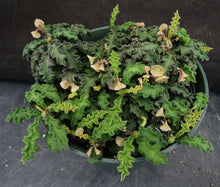 Load image into Gallery viewer, Euphorbia decaryi v. spirosticha *Big Plants*