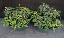Load image into Gallery viewer, Euphorbia decaryi v. spirosticha *Big Plants*