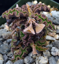 Load image into Gallery viewer, Euphorbia decaryi v. spirosticha