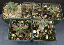 Load image into Gallery viewer, Euphorbia tulearensis *Seed grown plants*