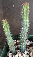 Load image into Gallery viewer, Euphorbia baioensis *larger clusters*
