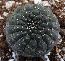 Load image into Gallery viewer, Euphorbia gymnocalycioides *Own Roots*