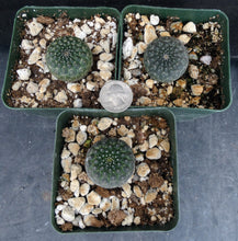 Load image into Gallery viewer, Euphorbia gymnocalycioides *Own Roots*
