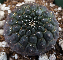 Load image into Gallery viewer, Euphorbia gymnocalycioides *Own Roots*