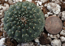 Load image into Gallery viewer, Euphorbia gymnocalycioides *Own Roots*