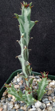 Load image into Gallery viewer, Euphorbia knuthii *Caudex forming succulent*